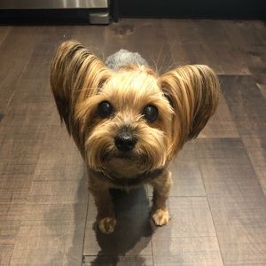 Meet your Posher, Laura